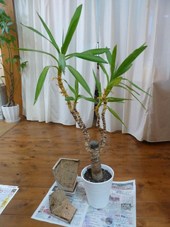 2018_0409_1.jpg